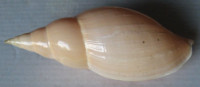 Provocator mirabilis (H. J. Finlay, 1926)